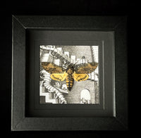 Deaths Head Hawk Moth