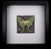 Luna Moth