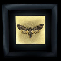 Deaths Head Hawk Moth