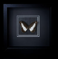 Framed Butterfly