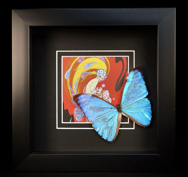 Morpho aurora