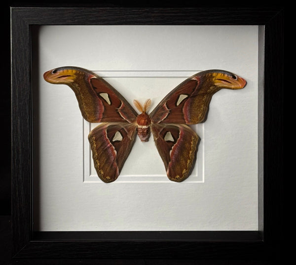 Atlas Moth