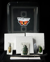 Beetle Pinning Kit