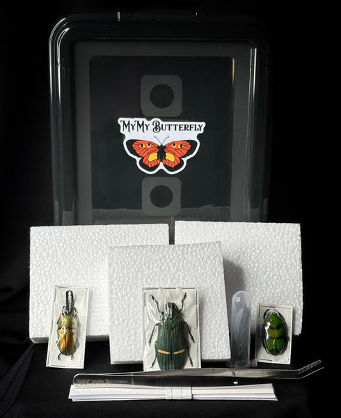 Beetle Pinning Kit