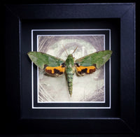 Verdant Hawkmoth