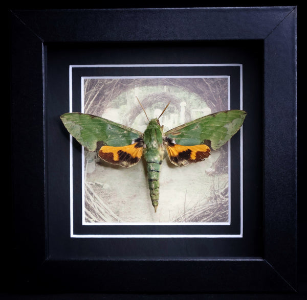 Verdant Hawkmoth