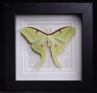 Luna Moth