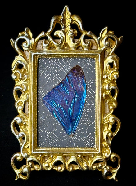 Blue Morpho Wing