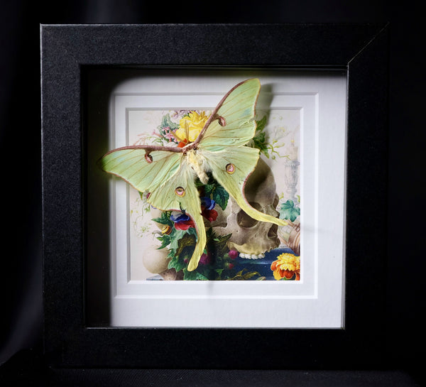 Luna Moth