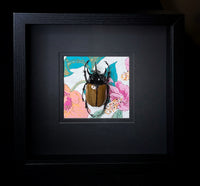 5-Horned Rhinoceros Beetle