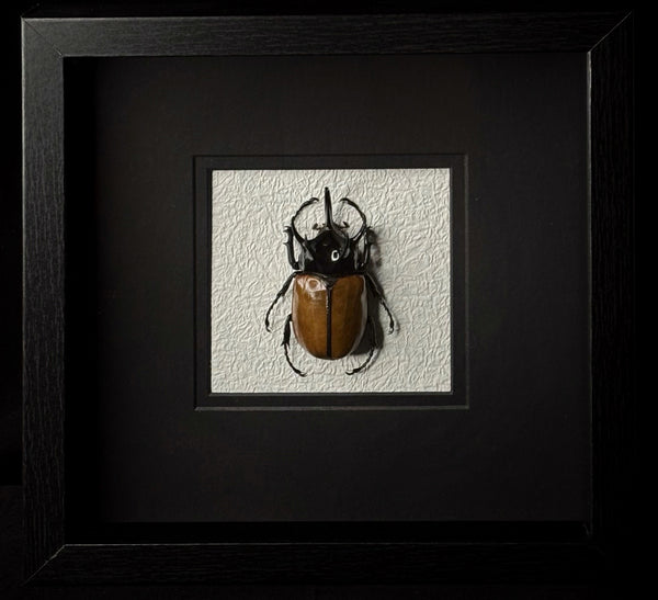 5-Horned Rhinoceros Beetle