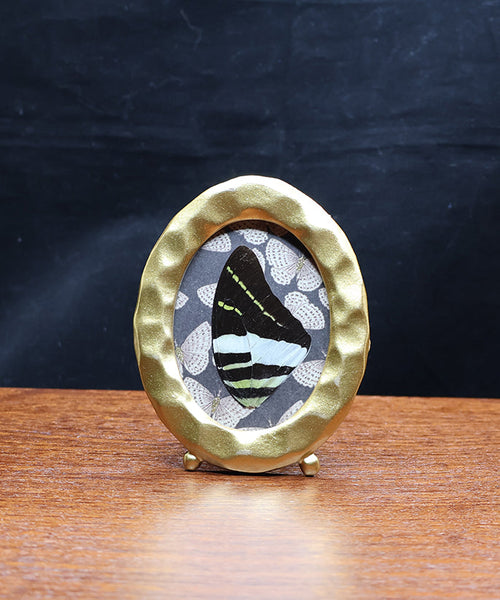 Nightfall Butterflies