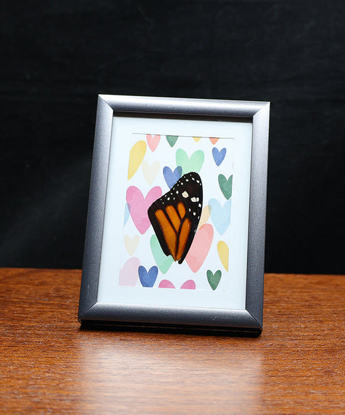 Rainbow for the Monarch