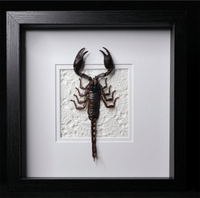 Asian Forest Scorpion