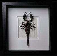 Asian Forest Scorpion