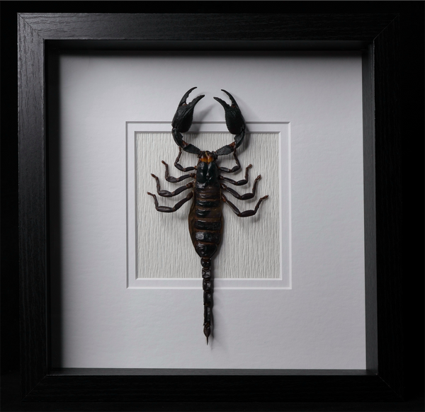 Asian Forest Scorpion