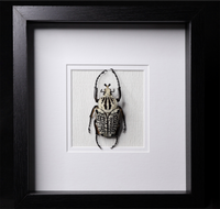Goliath Beetle