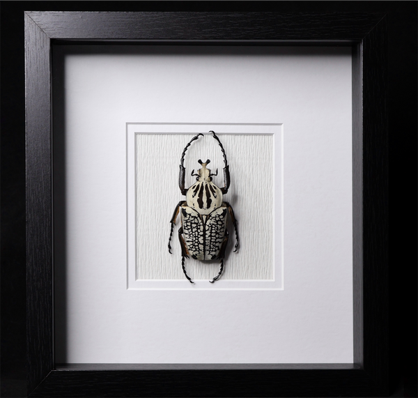 Goliath Beetle
