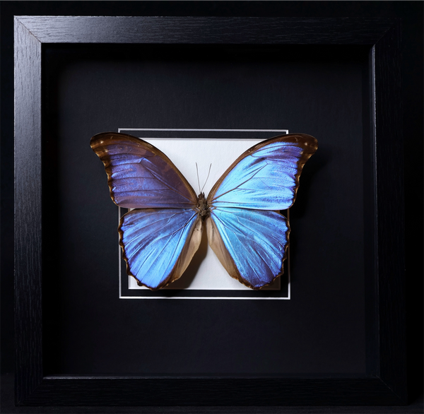 Morpho godarti