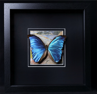 Morpho menelaus
