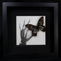 Papilio veiovis