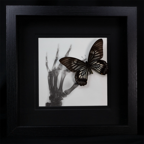 Papilio veiovis