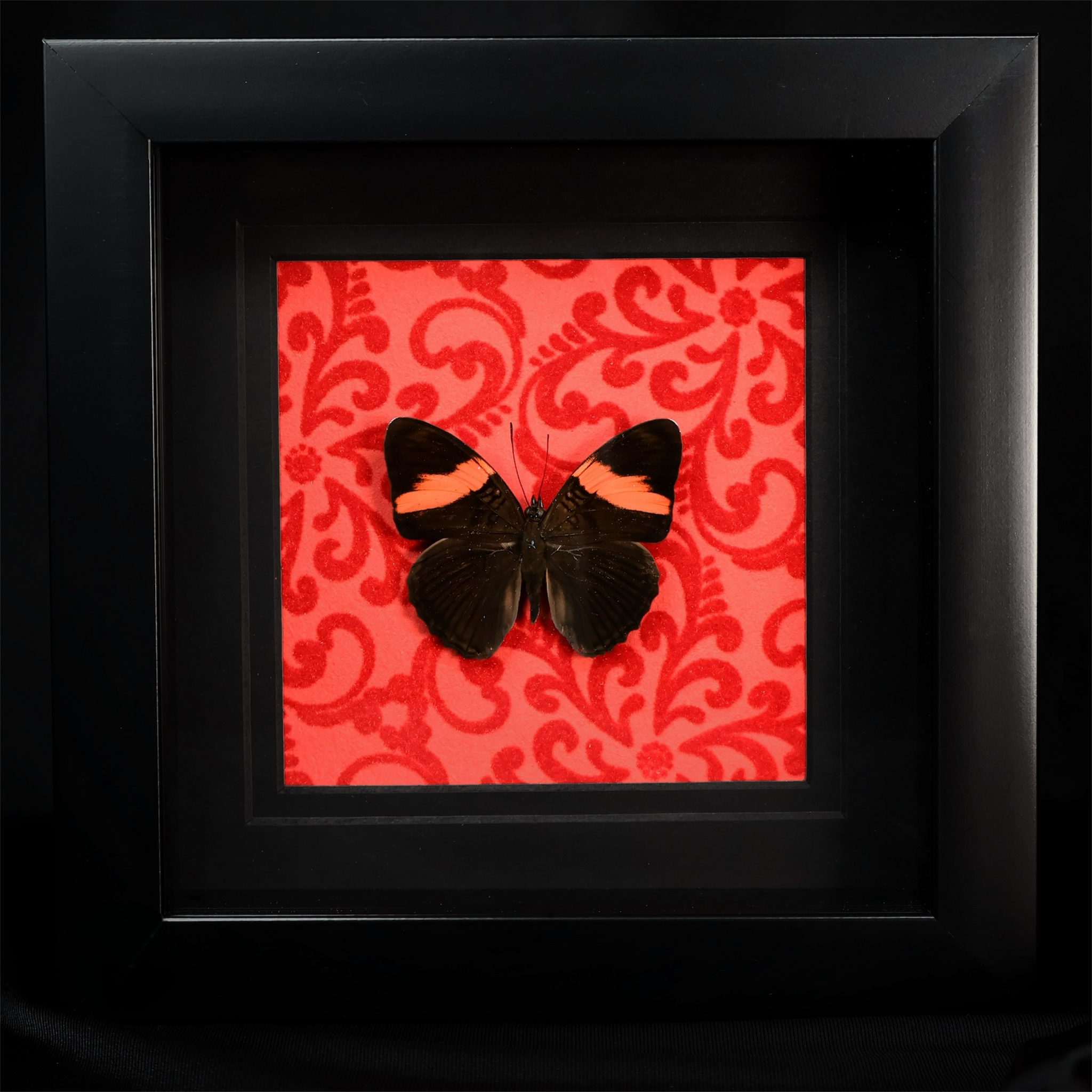 Rare Magenta Metalmark Butterfly Framed Taxidermy