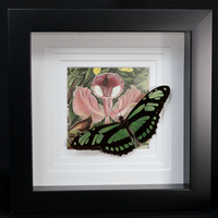 Dido Longwing