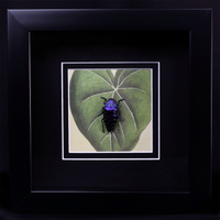 Malagasa Jewel Beetle