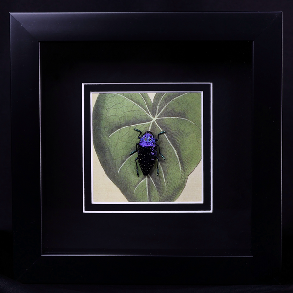 Malagasa Jewel Beetle