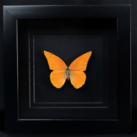 Orange Albatross