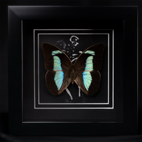 Banded King Shoemaker Butterfly