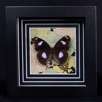 Blue Moon Butterfly