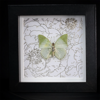 Common Green Charaxes