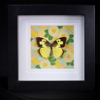 Southern Dogface Butterfly
