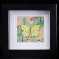 Powdered Brimstone Butterfly