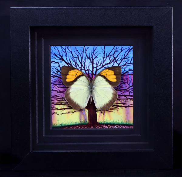 Yellow Orange Tip Butterfly