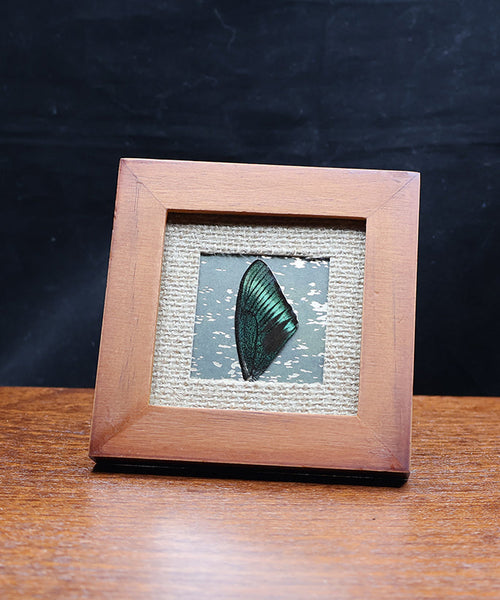 Surf the Butterfly Wave