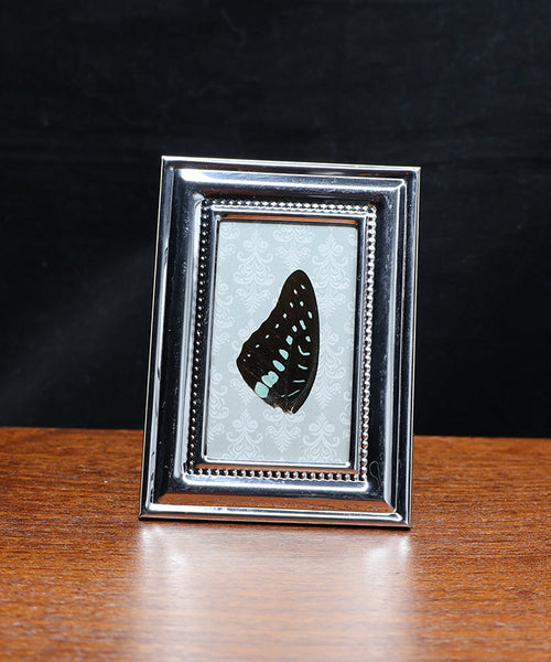 Fluttering Shadowscape