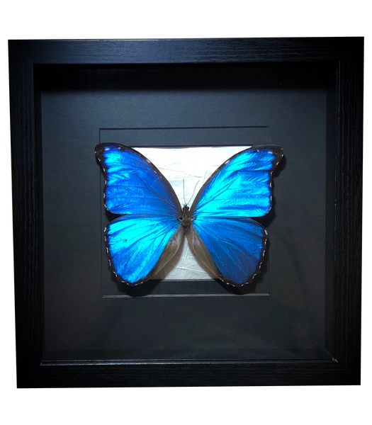 Morpho menelaus