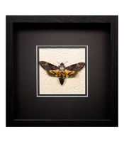 Deaths Head Hawk Moth