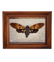 Ambragaena Cicada