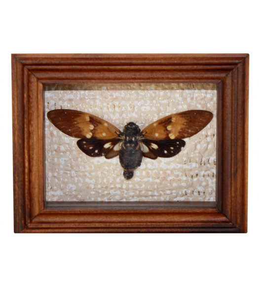 Ambragaena Cicada