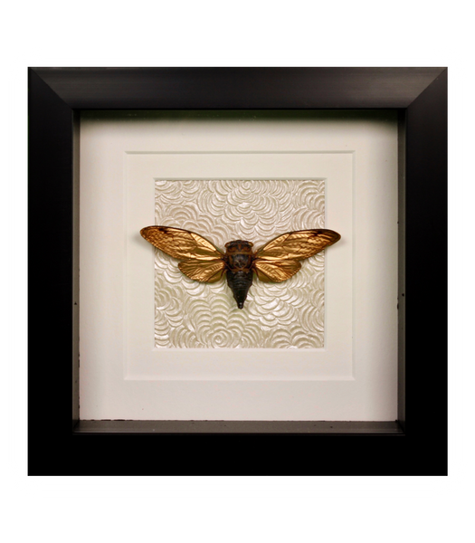 Gold Wing Cicada