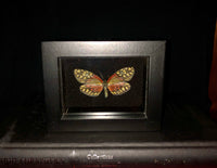 Burmese Moth