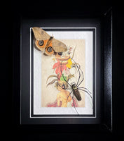 Orb Weaver & Eyed Moth