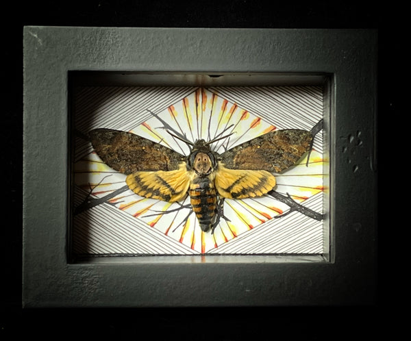 Deaths Head Hawk Moth