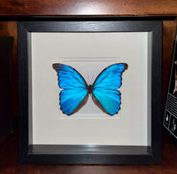 Blue Morpho