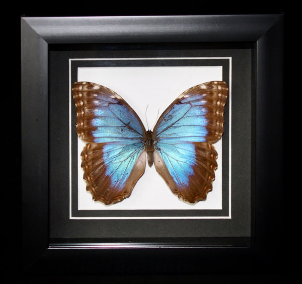 Morpho peleides