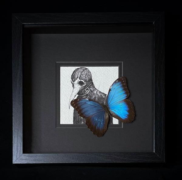 Morpho peleides